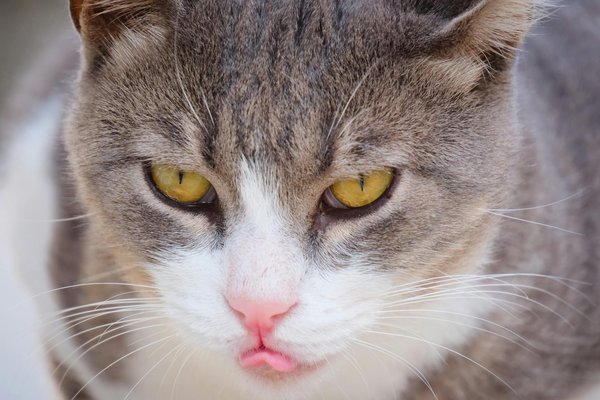 Welche neuen Technologien unterstützen die Pflege von Haustieren?